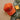 Classic Hat | Buck